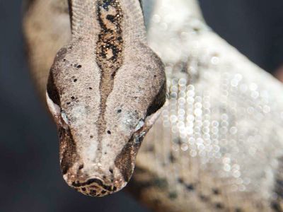 Boa Constrictor