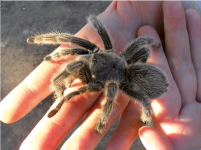 Taràntula