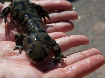 La Salamandra