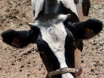 La Vaca