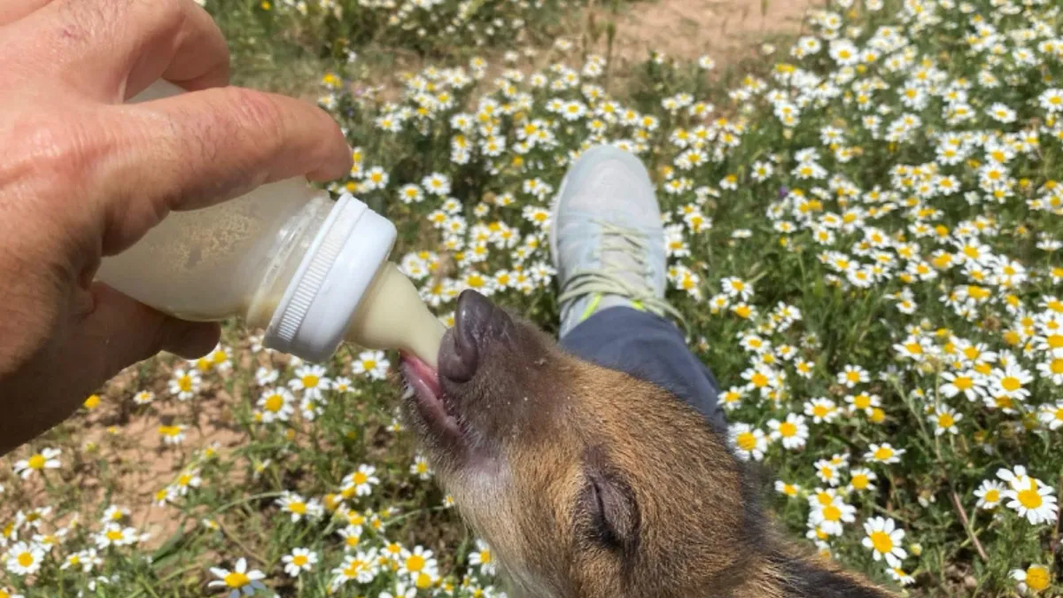 Mà alimentant amb biberó un garrí de senglar rescatat en un prat, exemple d’apadrinament d’animals a Granja Natura