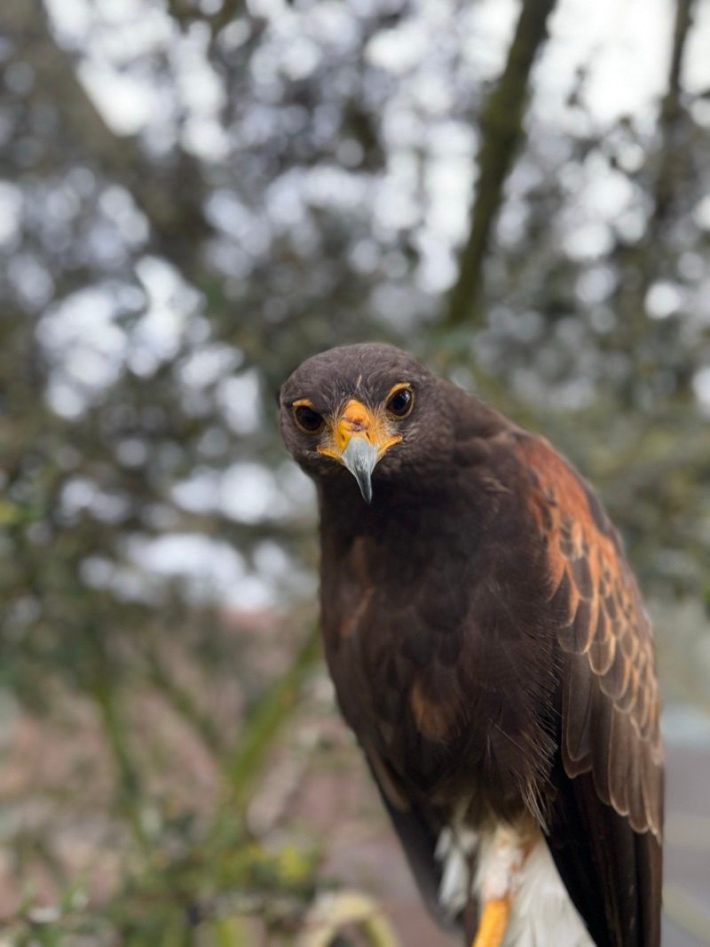 Àguila de Harris