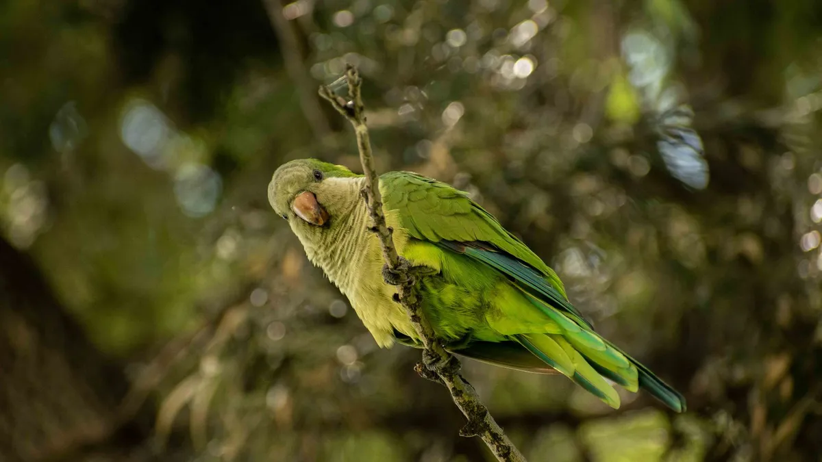 Cotorra verda posada en una branca, exemple d’espècie exòtica alliberada al medi natural