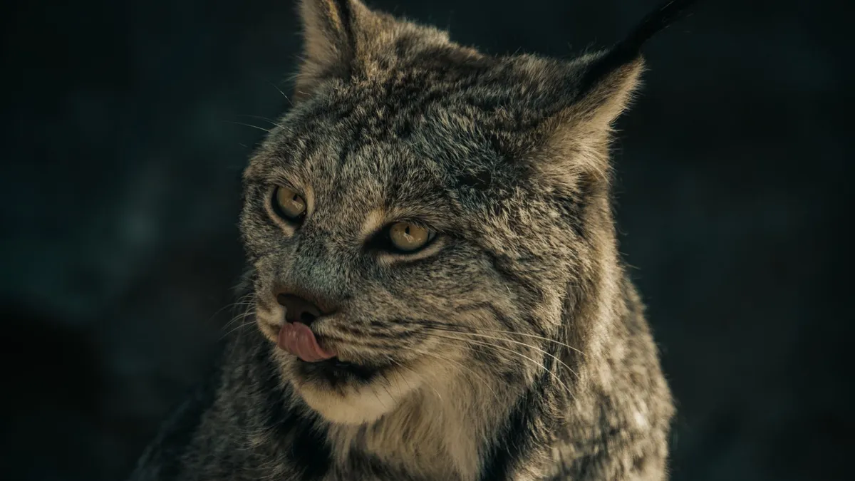 Primer pla d’un linx amb la mirada alerta, espècie autòctona en perill d’extinció