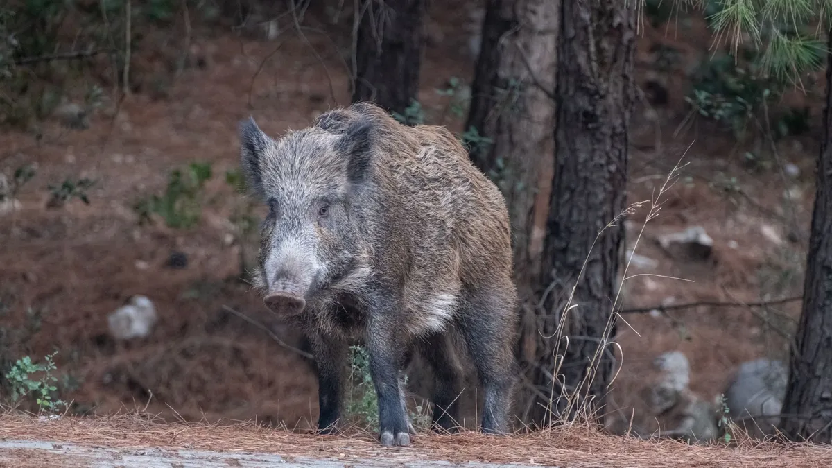 Senglar en un bosc mediterrani, fauna salvatge característica dels boscos de Catalunya