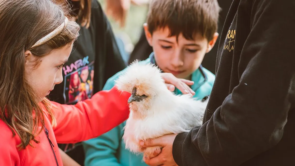 Dos nens acariciant una gallina sedosa blanca amb una monitora a Granja Natura, activitat educativa amb animals de granja