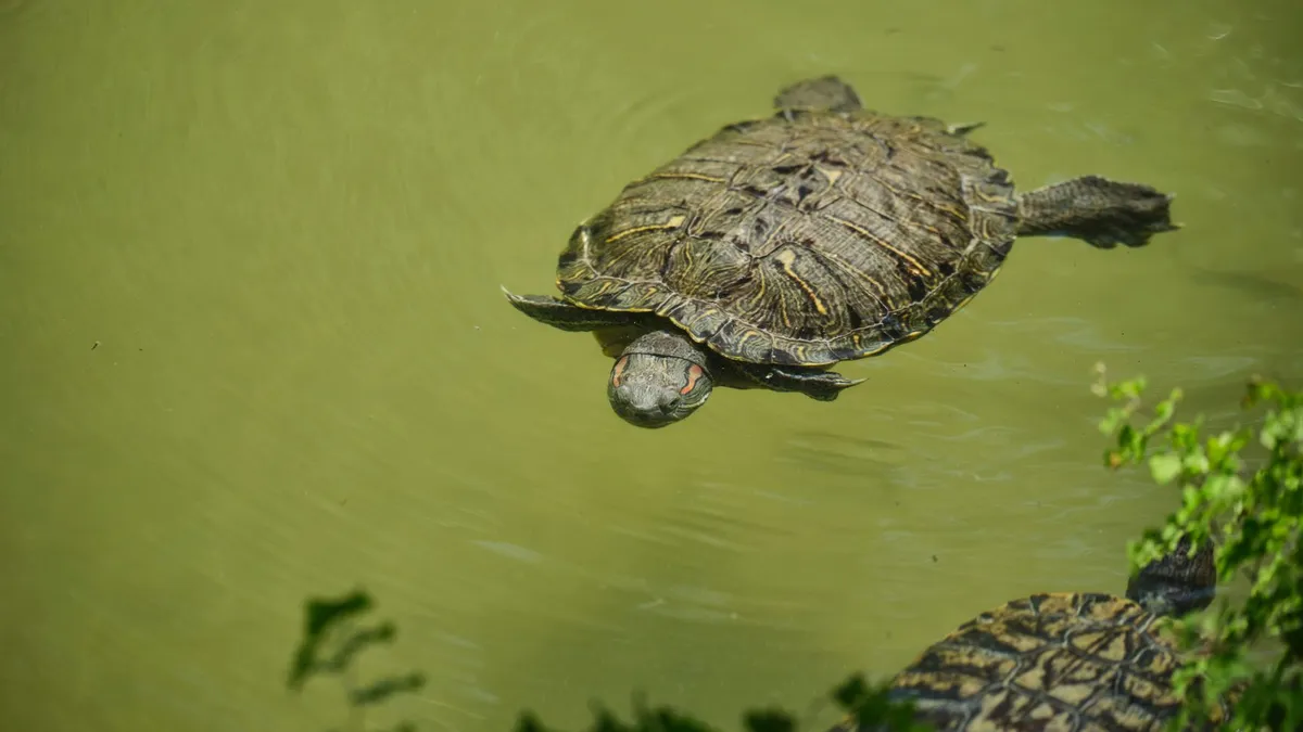 Tortuga de Florida nedant en un estany, espècie invasora present a Catalunya