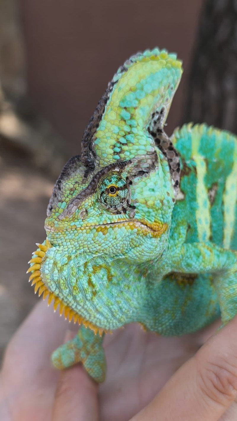 Camaleó calyptratus