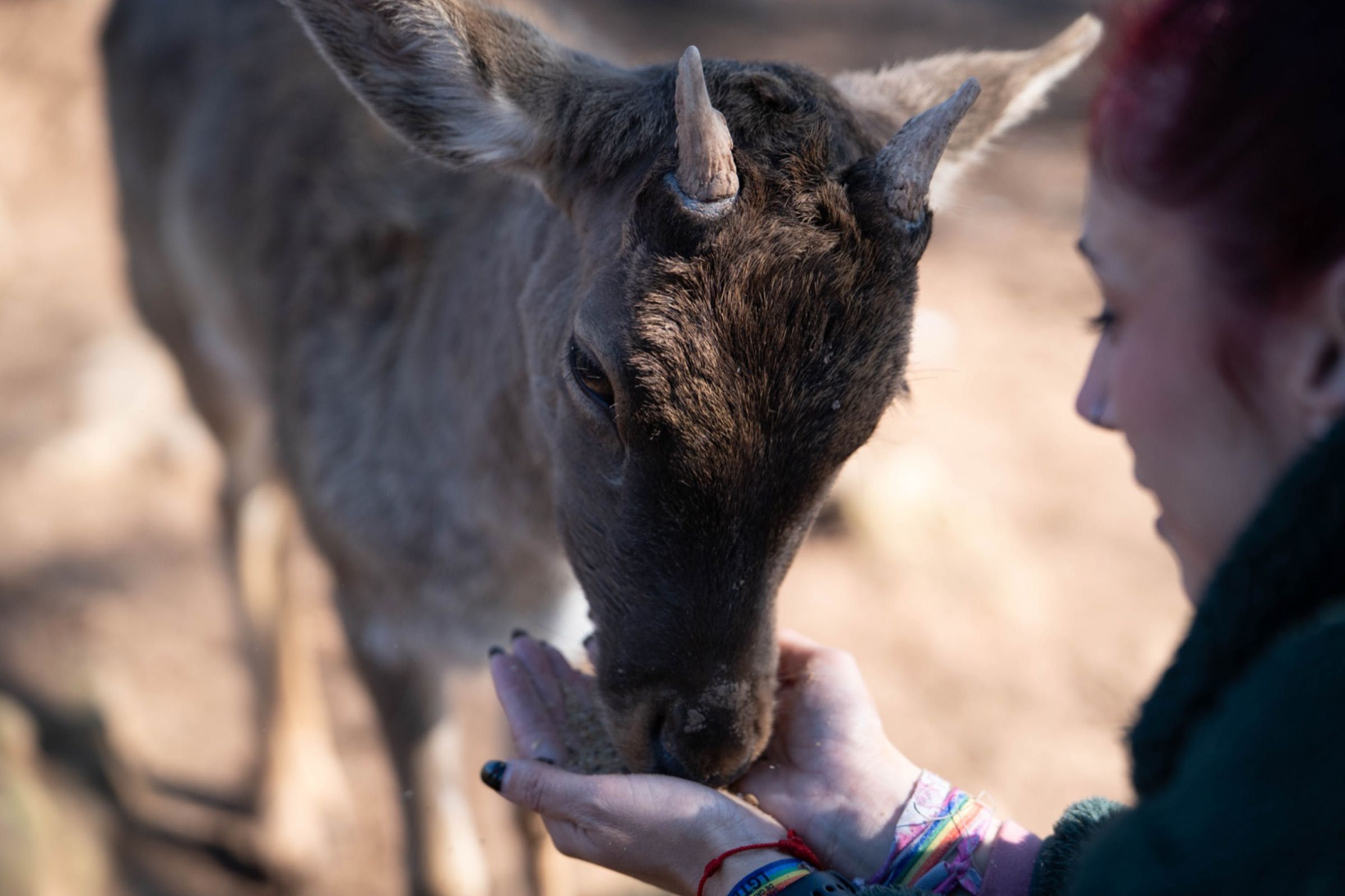 Apadrina un animal a Granja Natura (cérvol alimentat)
