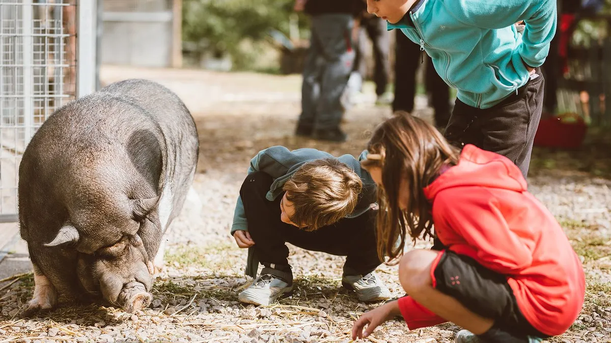 Tres nens observant un porc en una activitat d’educació ambiental a Granja Natura