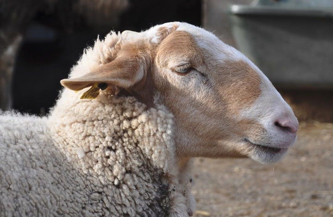 Mussol a Granja Natura: els nostres animals tenen històries úniques