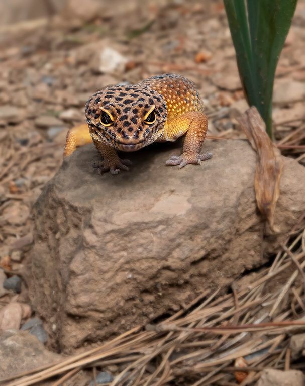 Gecko lleopard