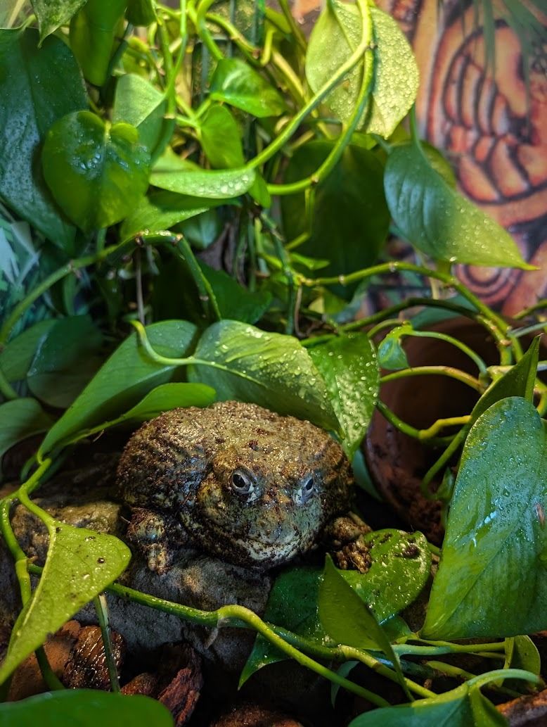 Granota toro