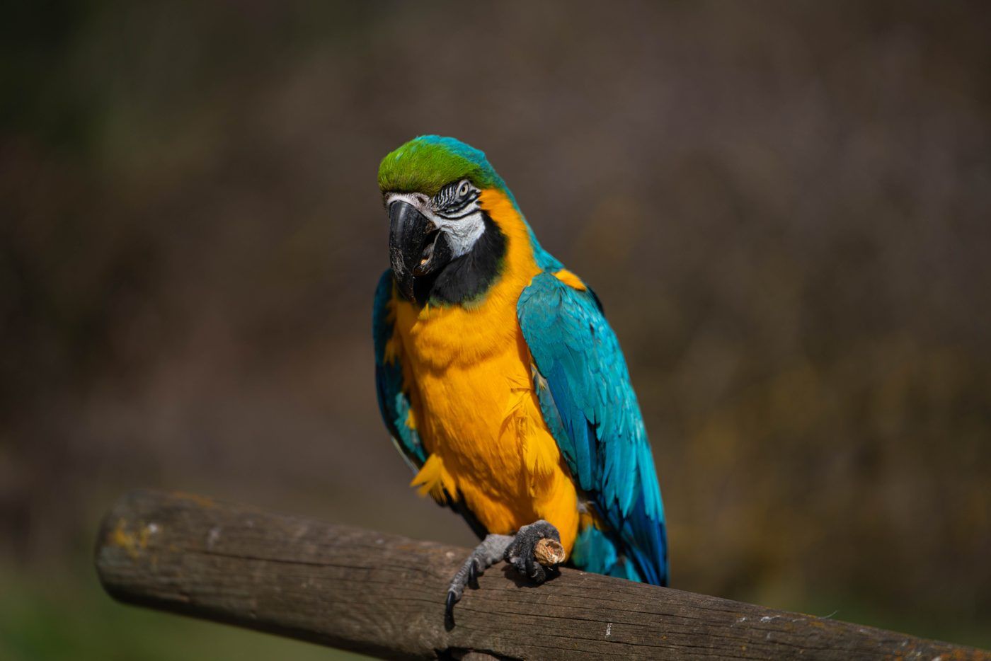Guacamai
