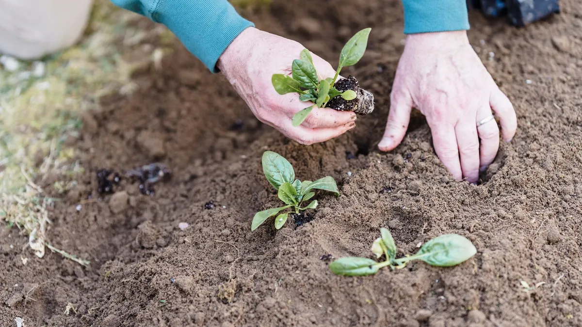 Mans plantant un plançó a la terra, activitat d’hort urbà en família