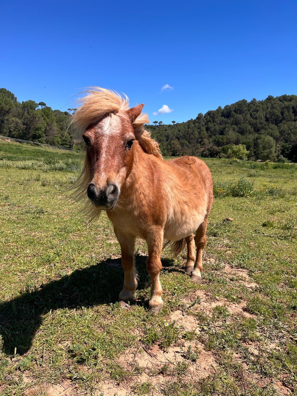 Ponis