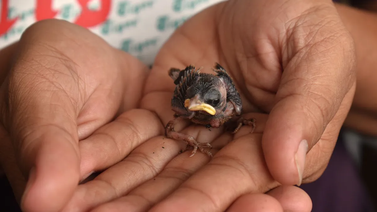 Un ocellet sostingut amb cura entre les mans, protocol d’actuació davant un animal ferit