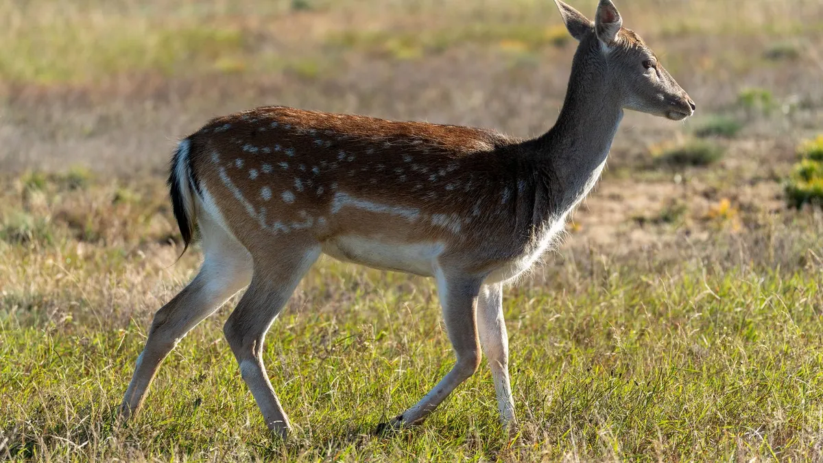 Cria de cabirol en un prat assolellat, no s’ha de tocar si la trobes al bosc