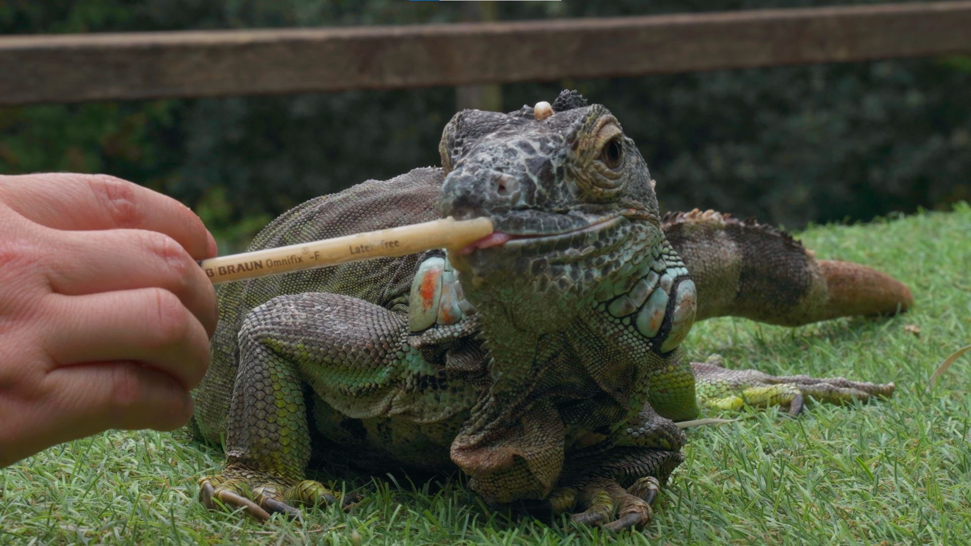 Animal rescatat acollit a Granja Natura