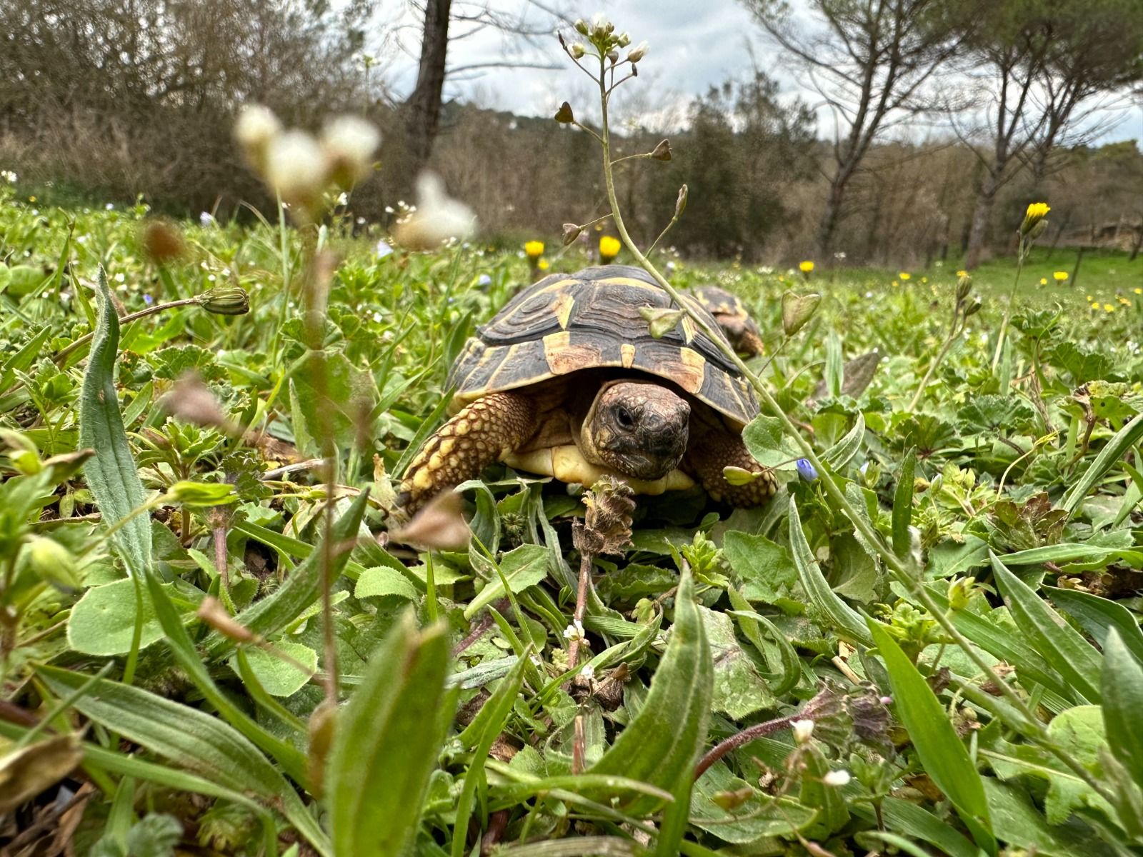 Projecte de conservació de fauna autòctona