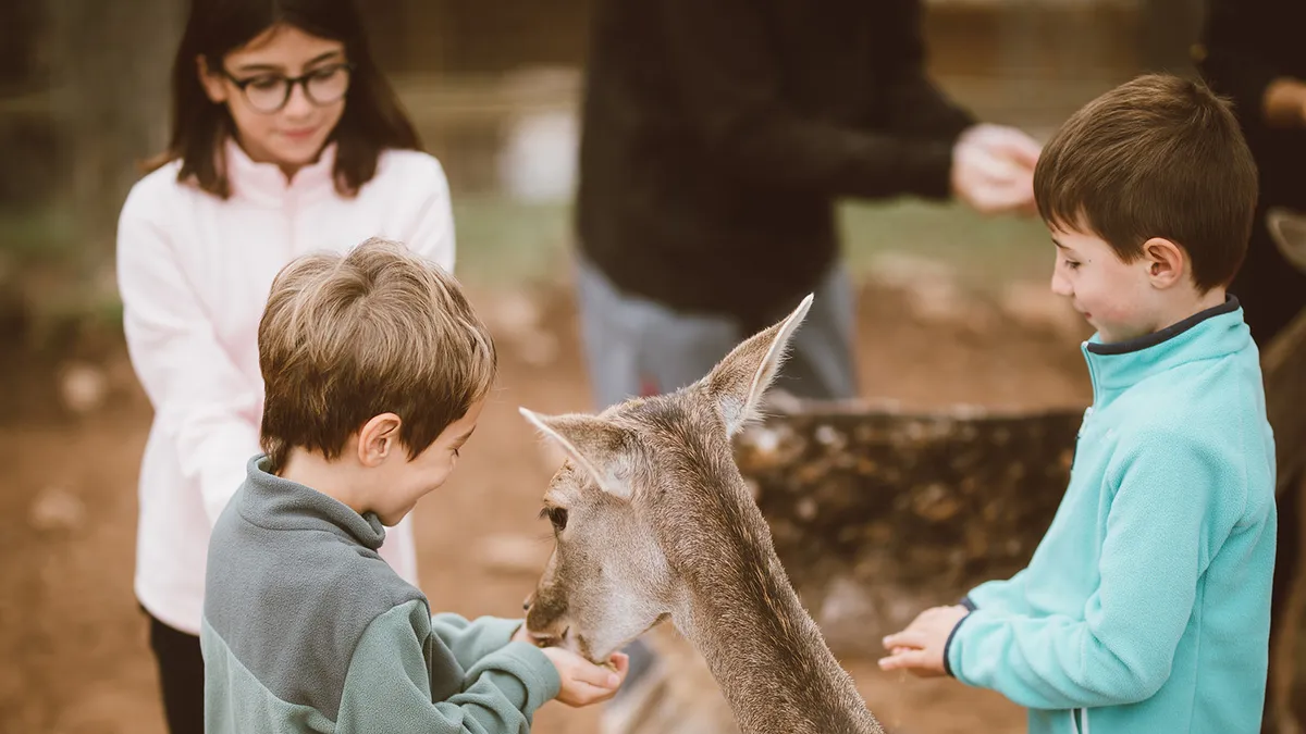 Alumnes donant menjar a una daina en una sortida escolar a Granja Natura, granja escola prop de Barcelona