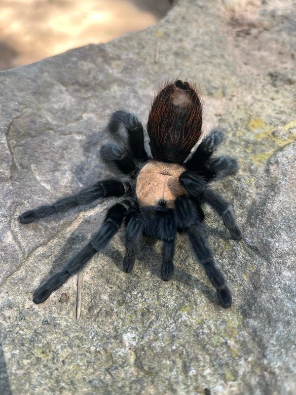 Taràntula