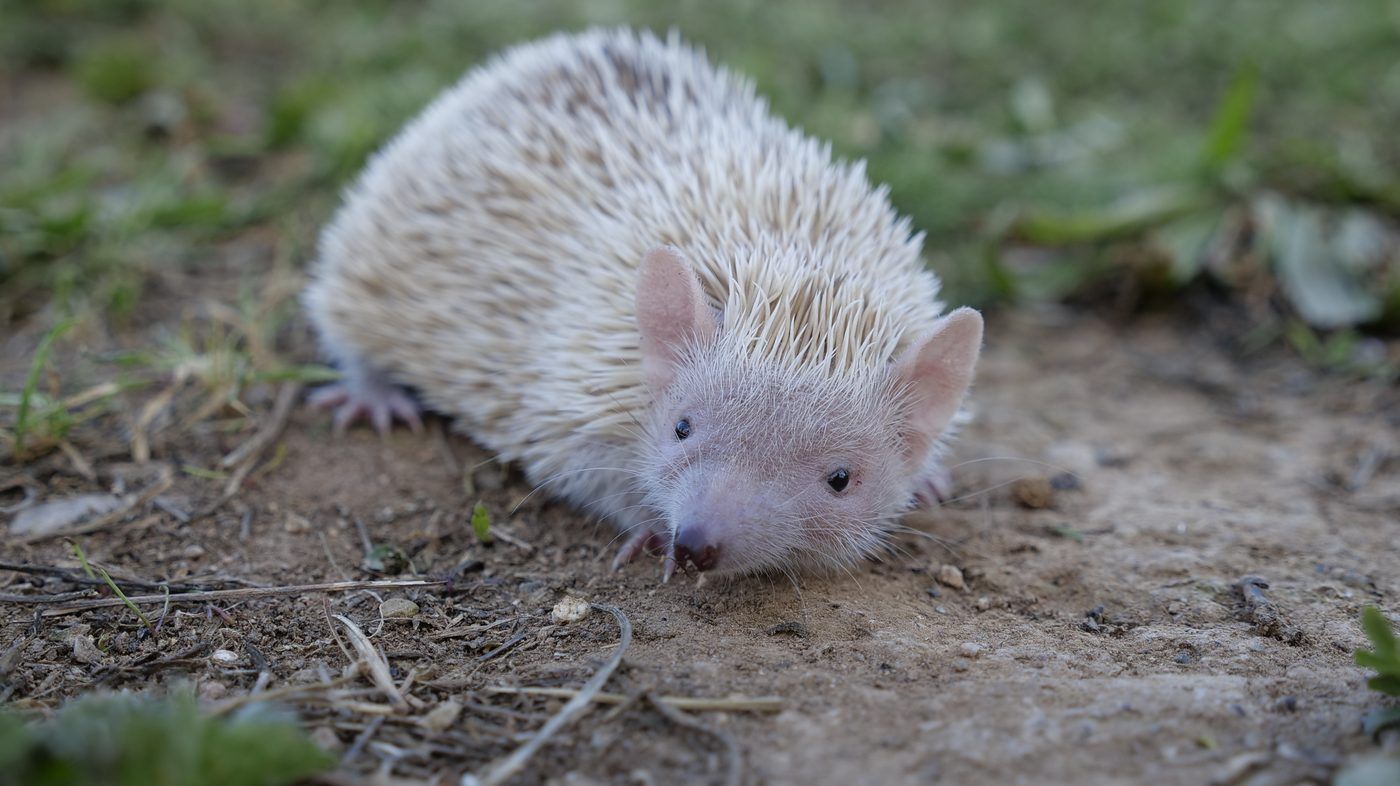 Tenrec