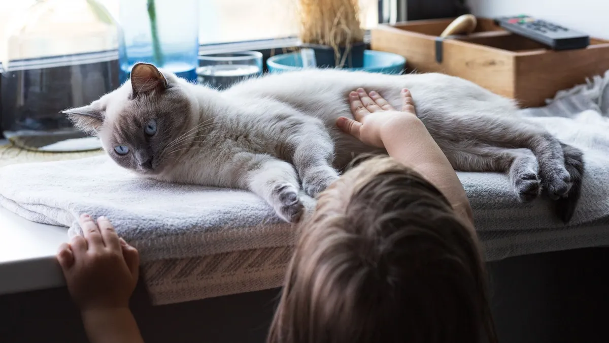 Nen acariciant amb suavitat un gat, tinença responsable d’animals de companyia