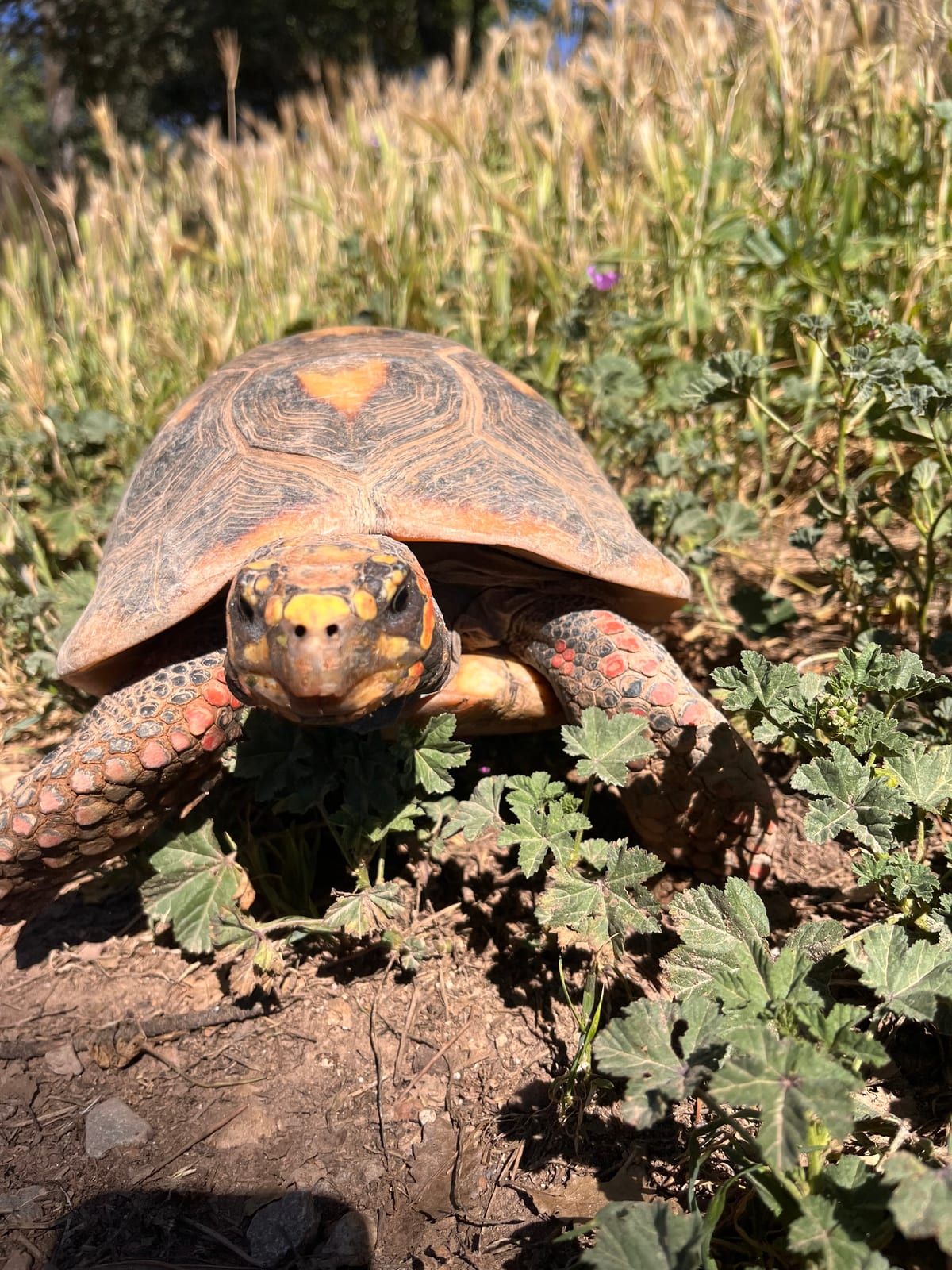 Tortuga carbonària