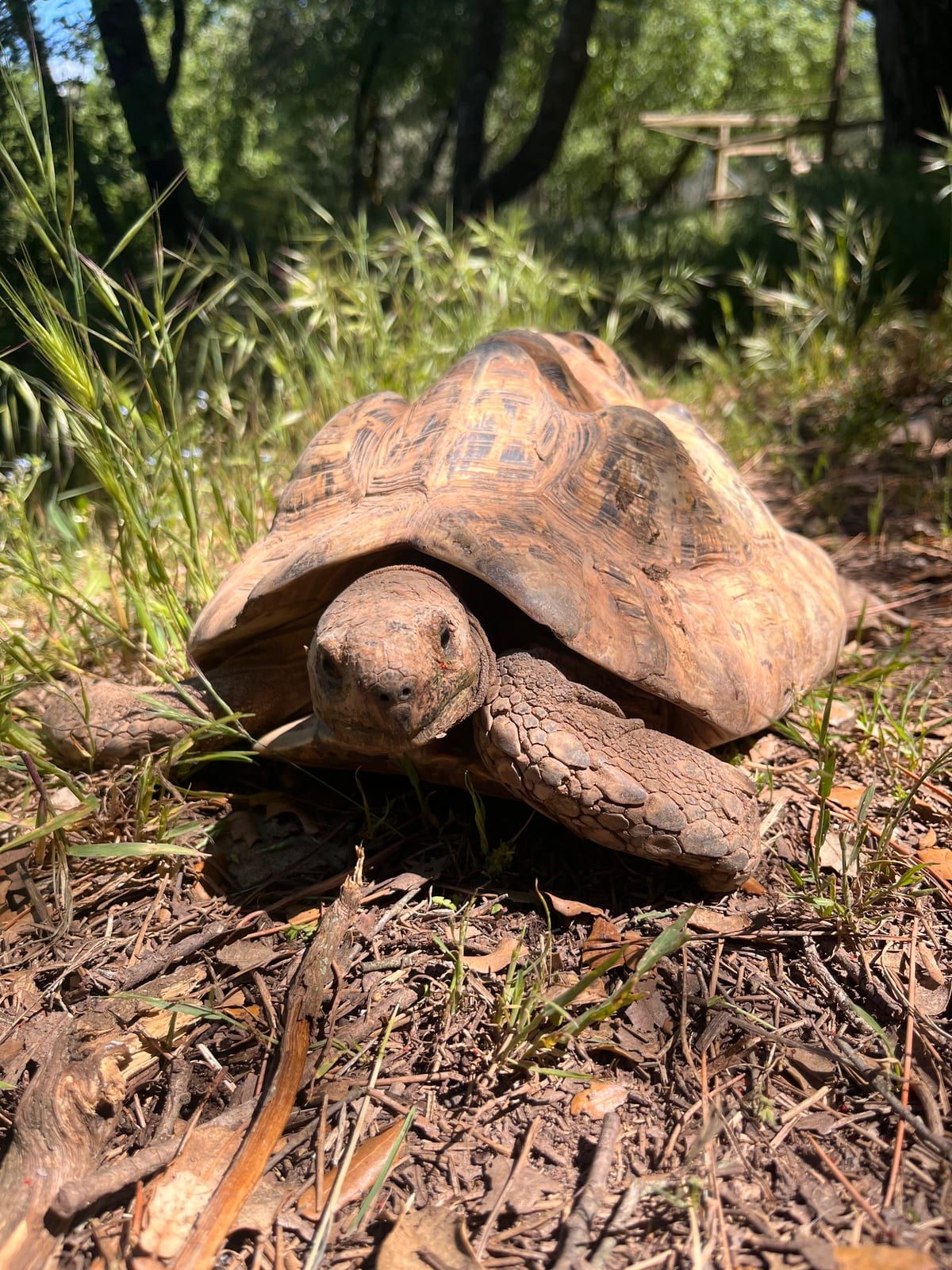 Tortuga lleopard