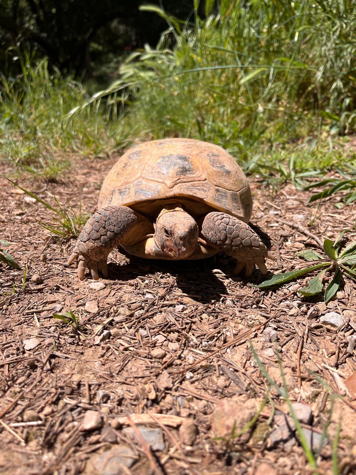 Tortuga russa