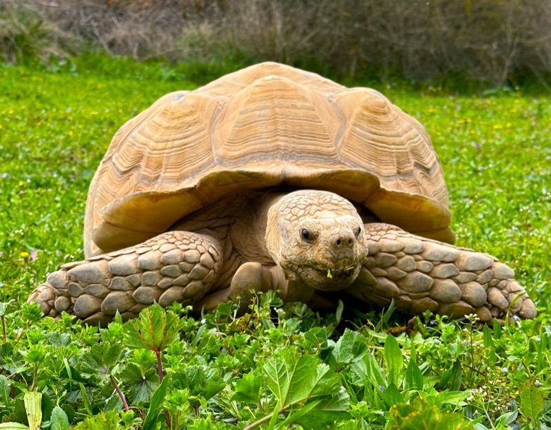 Tortuga sulcata