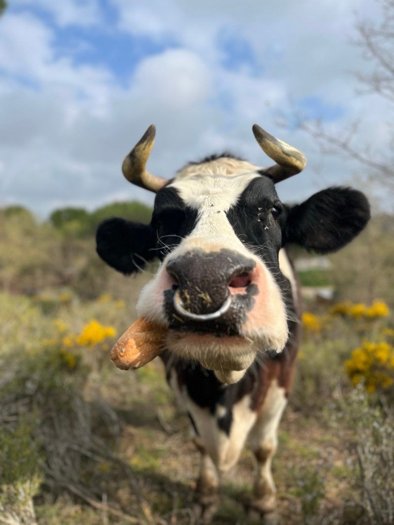 Vaca frisona (Xarito)
