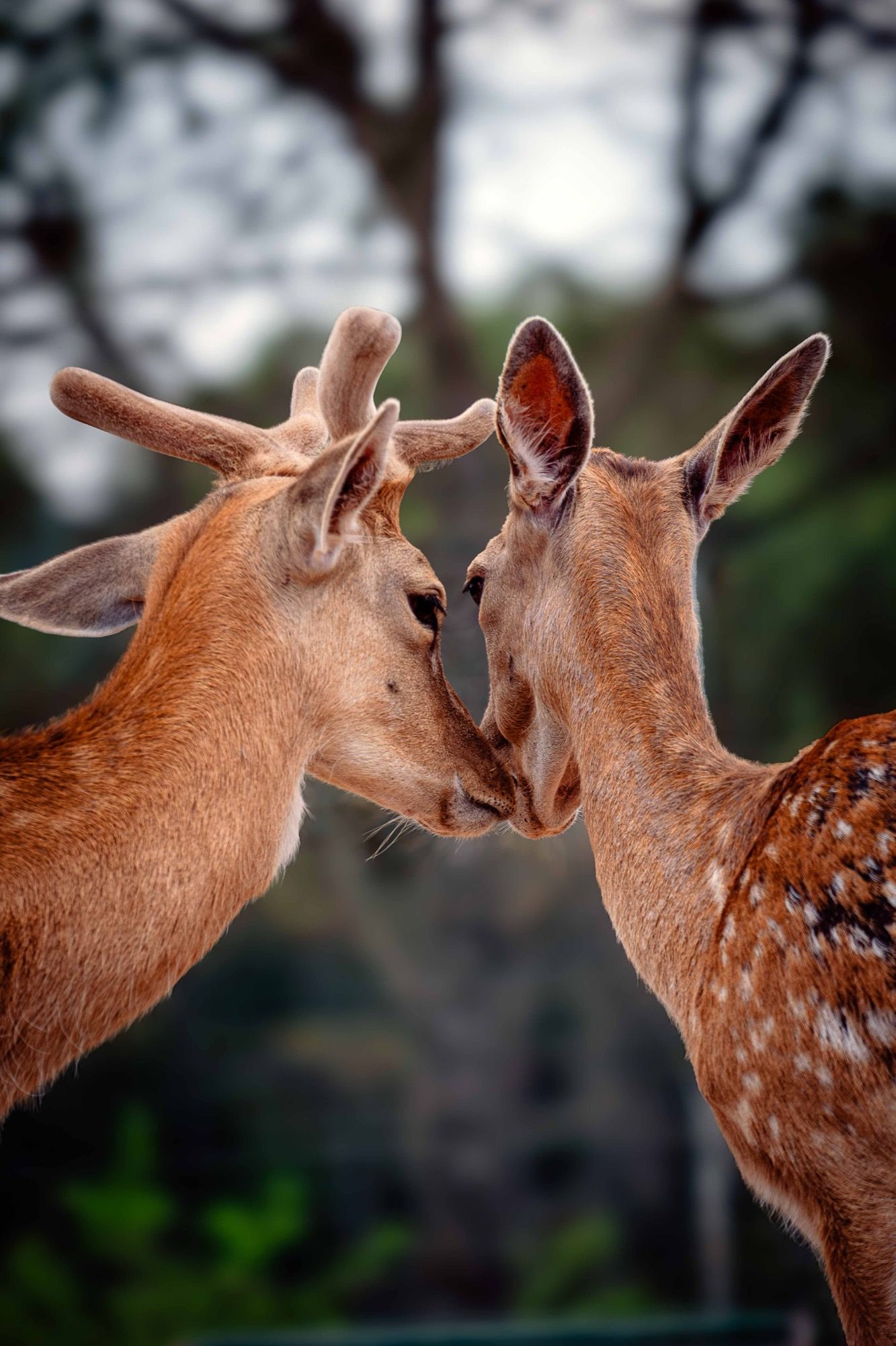 Persona voluntària cuidant els animals a Granja Natura