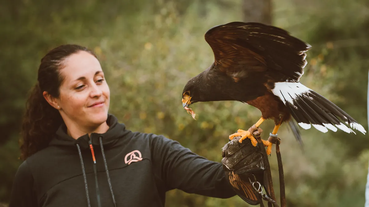 Cuidadora subjectant una àguila de Harris al guant en un entorn de bosc a Granja Natura, tasca de voluntariat amb animals