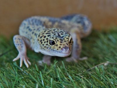 Gecko lleopard