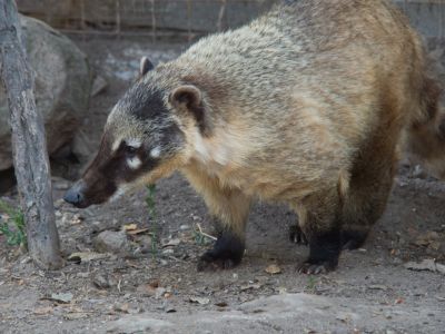 Coatí