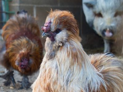 Gallina sedosa